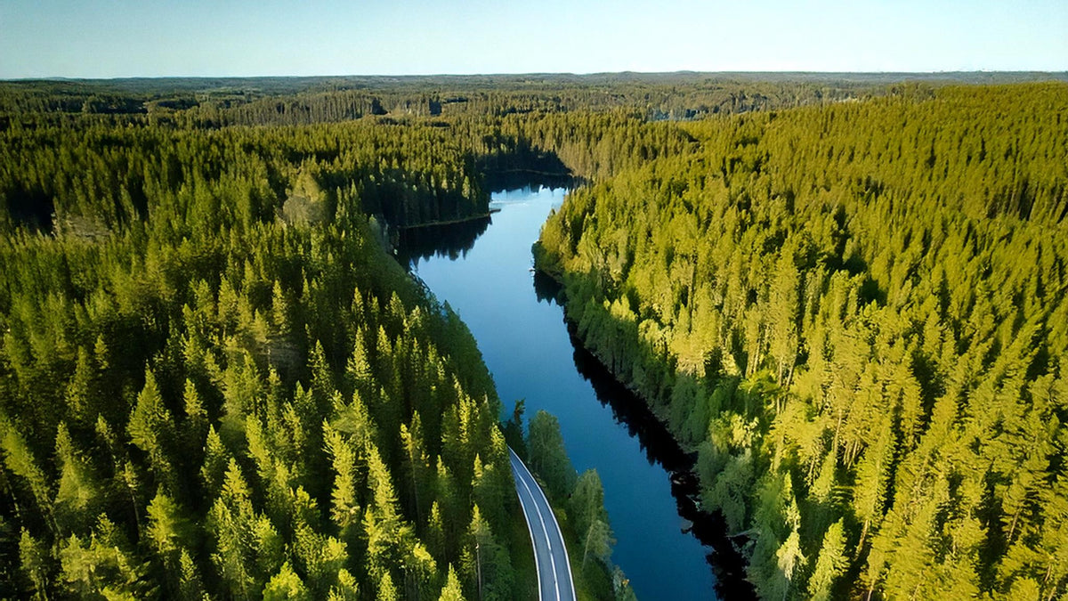 Forest landscape with road and water