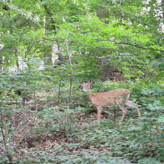 VARUN PLORER Elcykel Reklamvideo - Wheelyshop.se