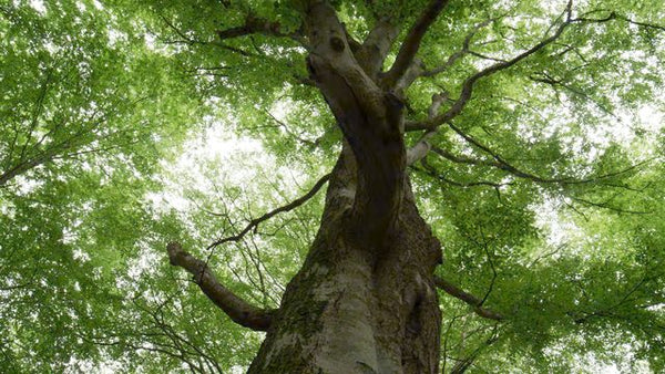 Environment.